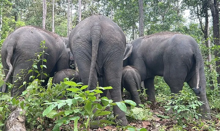 Chiang Mai Half Day Tour: Doi Inthanon Elephant Sanctuary