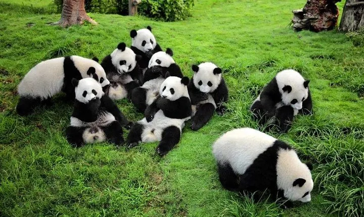 Chengdu Private Day Tour to Panda Base with Optional Volunteer
