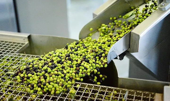 Make You Own Wildcrafted Extra Virgin Olive Oil!