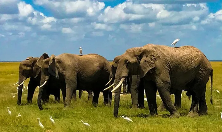 8 Days Stunning Safari in Kenya and Tanzania