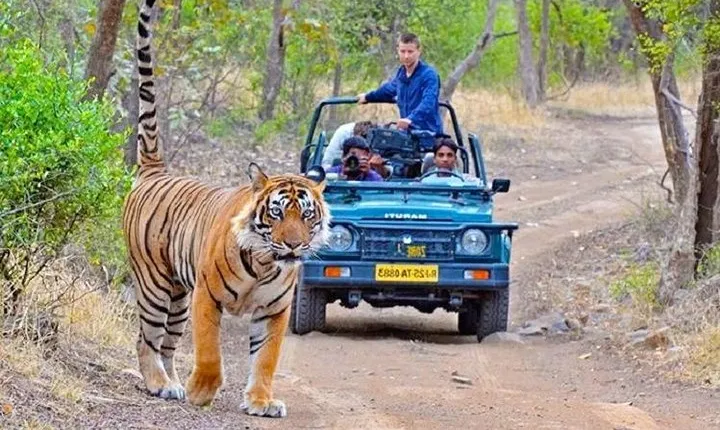 4 Days Private Jaipur and Ranthambore Tour from Delhi