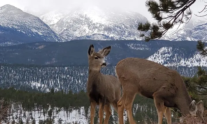 Lower Valley Tour RMNP