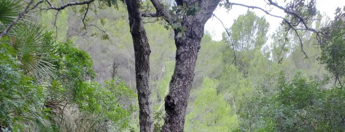 Guided hiking through Serra de Tramuntana’s historical sites with Eco Island Adventure