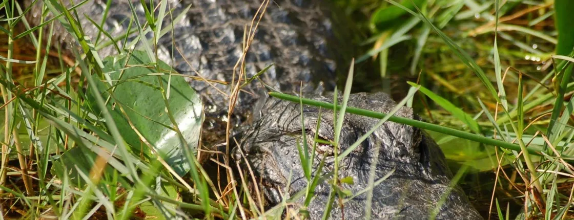 Everglades airboat adventure tour with transportation