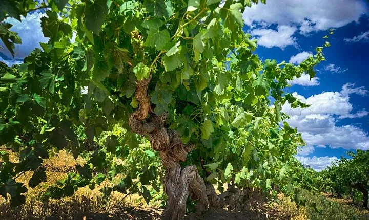 Small Tour Barossa Valley Voyager Tour from Adelaide