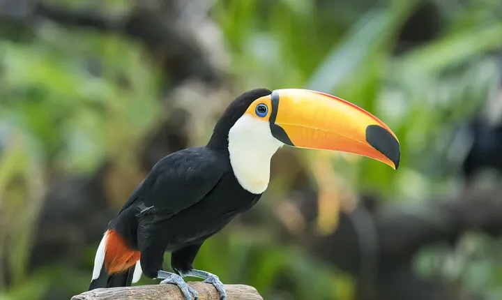 Central Park Zoo Skip-the-line Tickets & Private Transfers