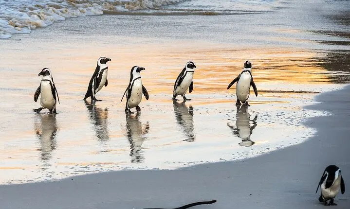 Half day African Penguin Tour