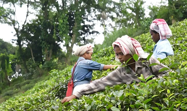 Guwahati Tea Garden tour @ Amchong