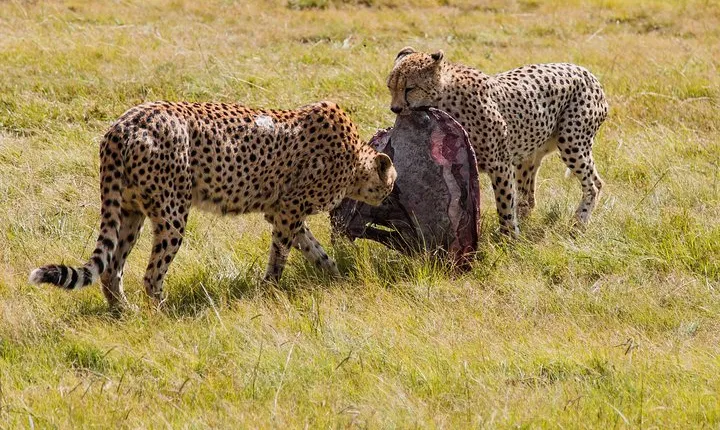 3-Days 2-nights Tanzania Private Budget Camping Safari 