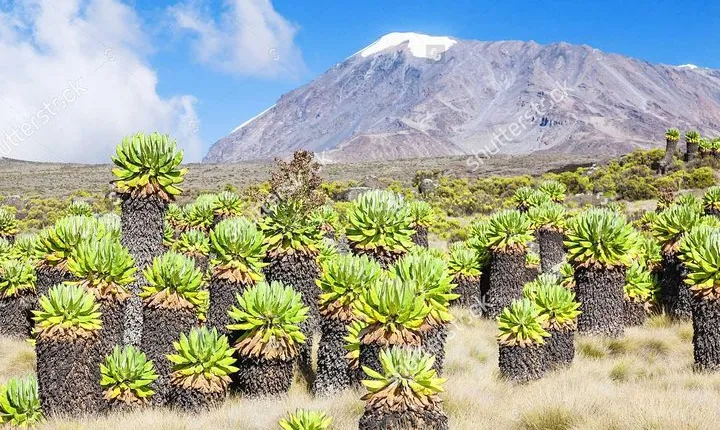 Mount Kilimanjaro Trekking, 5 days Marangu Route.
