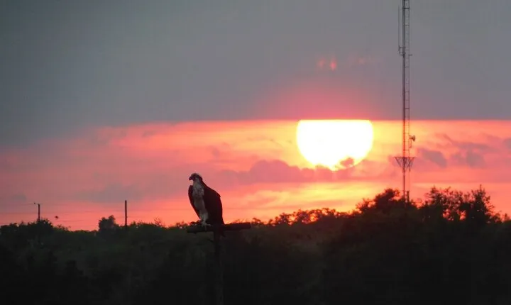 2-Hour Sunset Safari Eco Cruise from Cape May