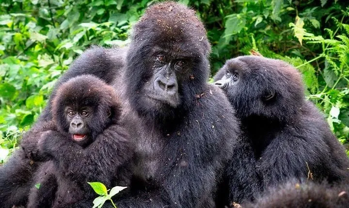 3-Day Gorilla Trekking Bunyonyi Mist Relaxation Safari