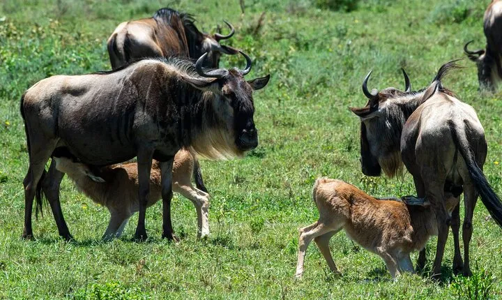 7 Day Wildebeest Calving and Big Five Encounter Safari