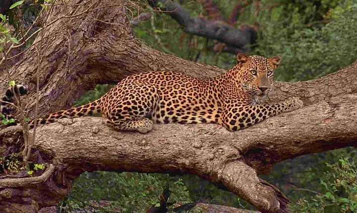 Exclusive : Full Day Leopard Safari at Yala National Park