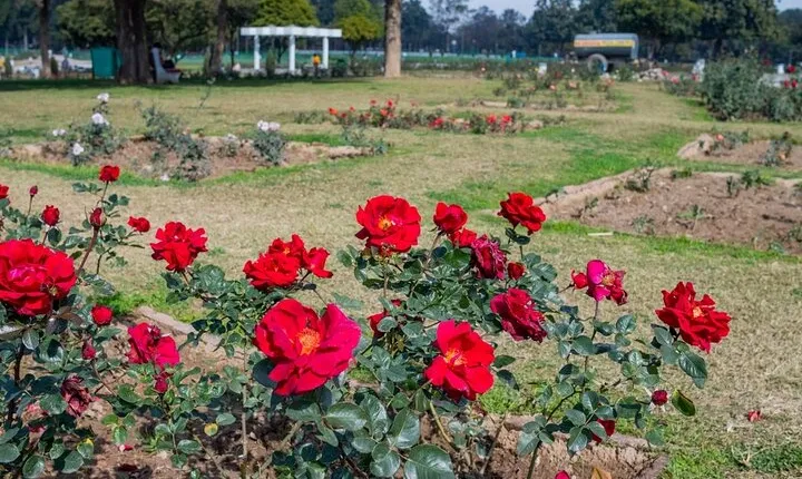 Garden Trails of Chandigarh (Guided Full Day City Tour)