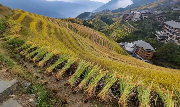 Guilin Longji Rice Terraces and Four Lakes Night Cruise Day Tour 