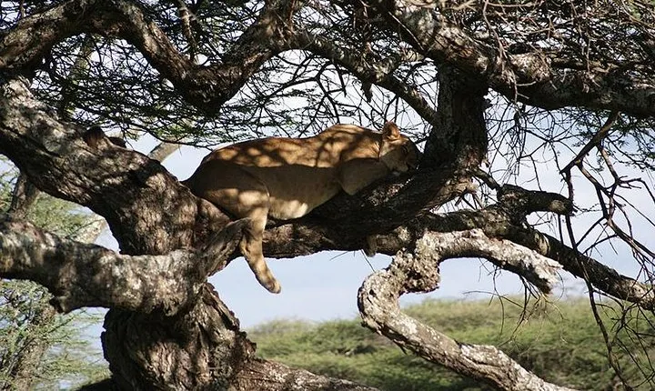 1 Day Manyara National Park