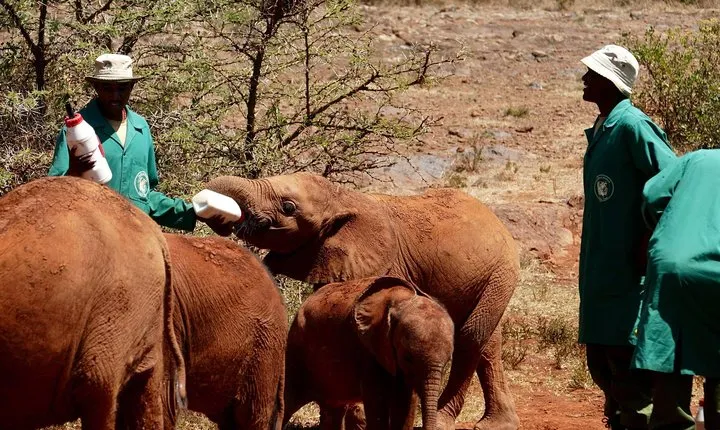 Nairobi tour and giraffe centre