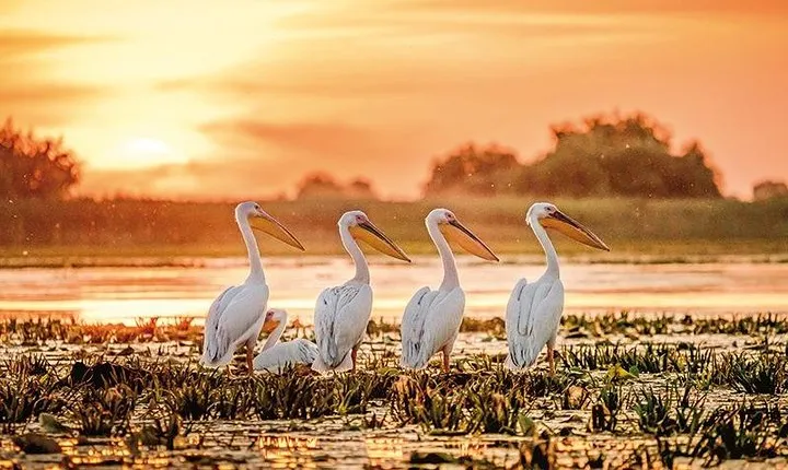  Danube Delta Private Tour from Bucharest - 2 Days tour