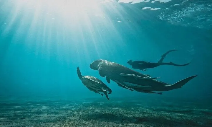 Marsa Mubarak Snorkeling with Dugongs & Turtles From Marsa Alam 