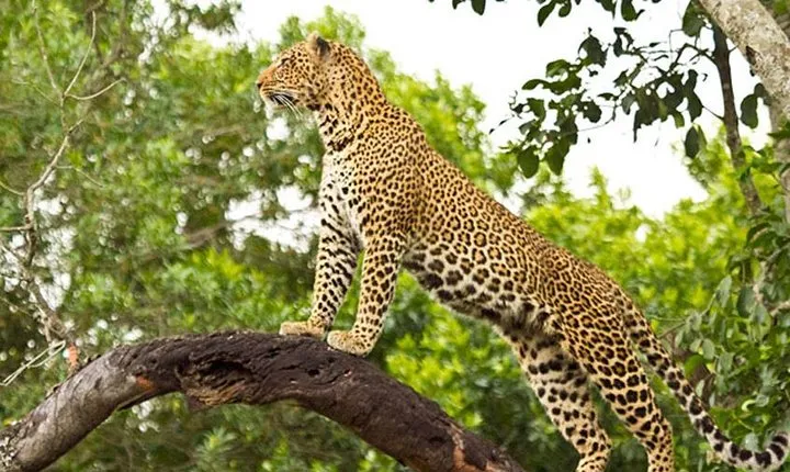 2 Days Masai Mara Private Safari From Nairobi
