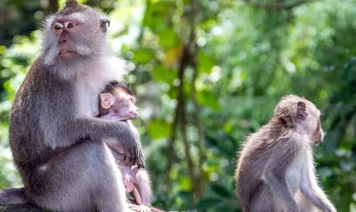 Explore Waterfalls and Ubud Surrounding