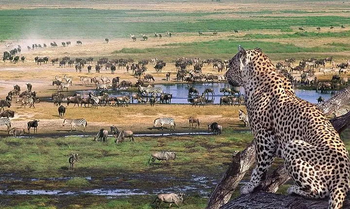 6 days Private Safari Tour Tanzania