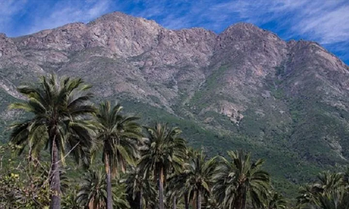 Darwin's Route: Traversing the Chilean Palm Forest