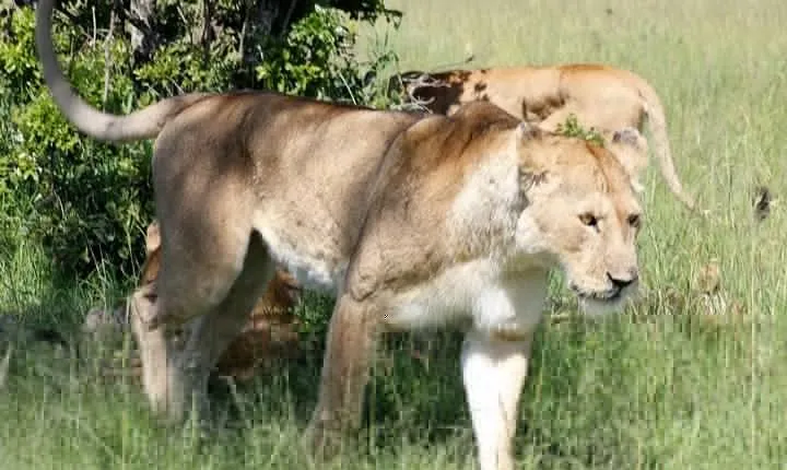 3 Days(2 nights) Tsavo East Tour & Saltlick (Cost based on minimum 2 persons)