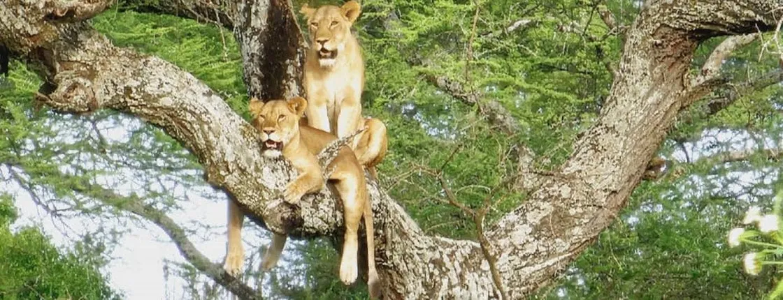 Selous Game Reserve 2-day budget safari from Zanzibar