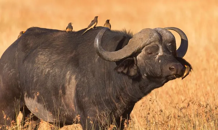 5 Days Lodge Luxury: A Taste of Tanzania Safari