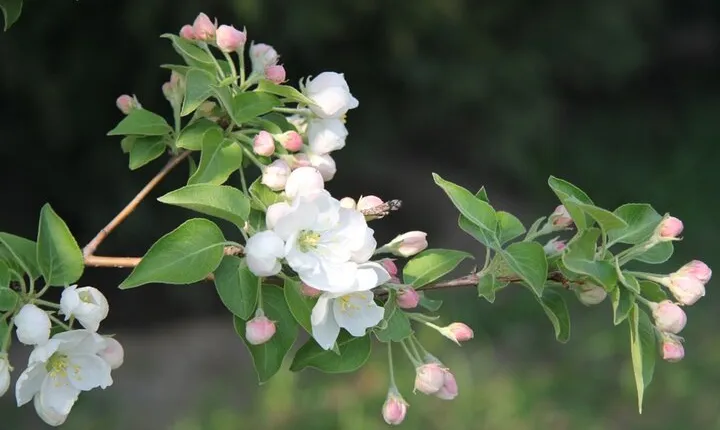 Flower Season half day trip in Olympic Forest Park