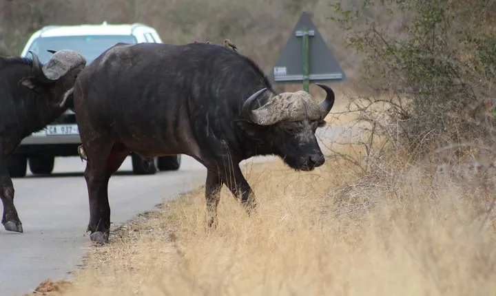 5 Day Kruger Park Budget Safari