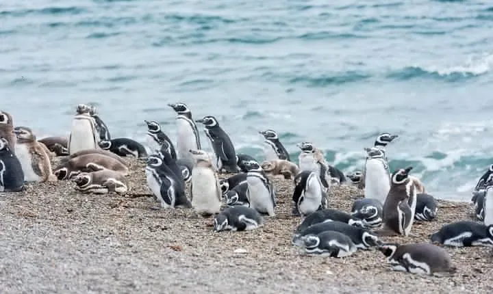 Cruise Shore Excursion Ea San Lorenzo Peninsula Valdes - Patagonia - Argentina