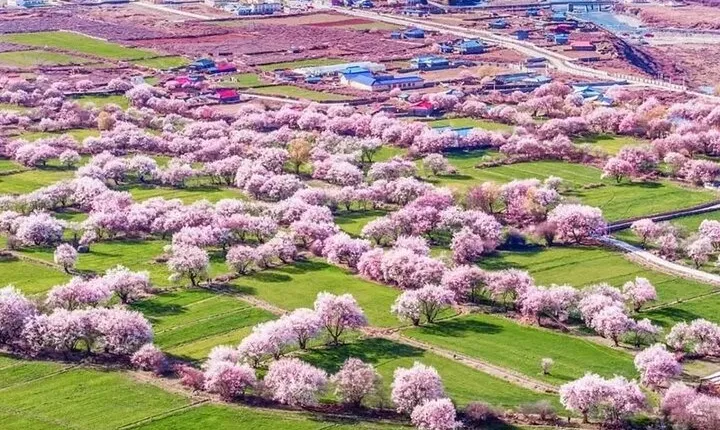 13 Day Nyingchi Peach Blossom Festival Tour
