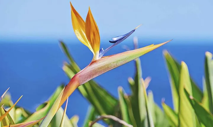 West of Madeira Private Full-Day Tour with Pickup from Funchal