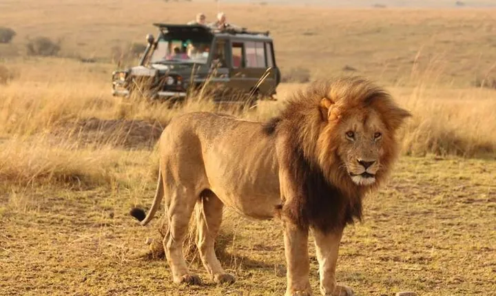 6 Days lodge &camping tour Serengeti ,Tarangire ,Ngorongoro Crater and Manyara