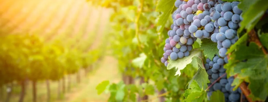 Vineyard experience and guided tour through Provence from Nice