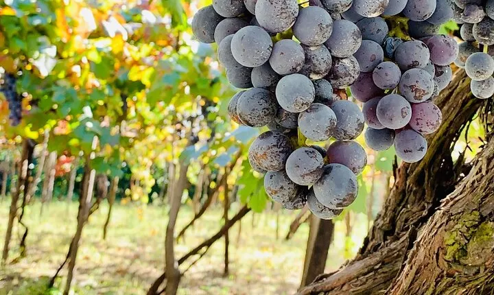 Craftsmanship and Flavors of Sorrento and Amalfi Coast