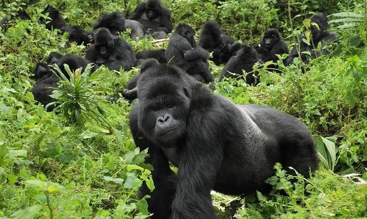 4 Day Gorilla Tracking Uganda