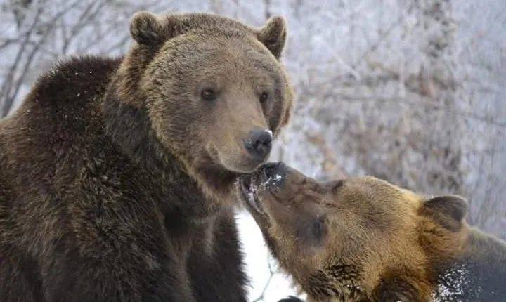 Bears Sanctuary, Dracula's Castle and Brașov City - Private Tour