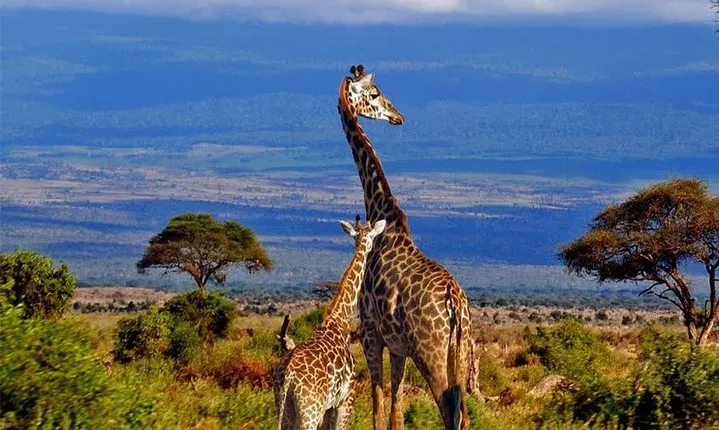 6 Day Kilimanjaro Hiking & Climb Tour Via Machame Route