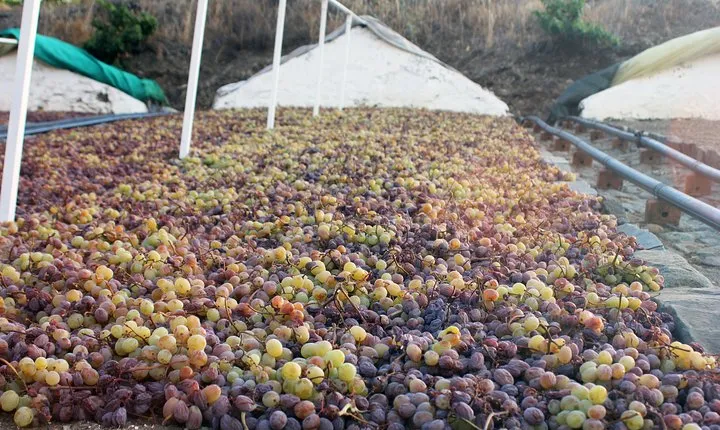 Muscat Raisin Route - Small group with lunch included