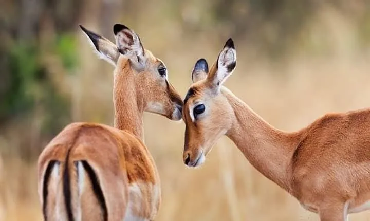 1 Day tour of Lake Nakuru National Park