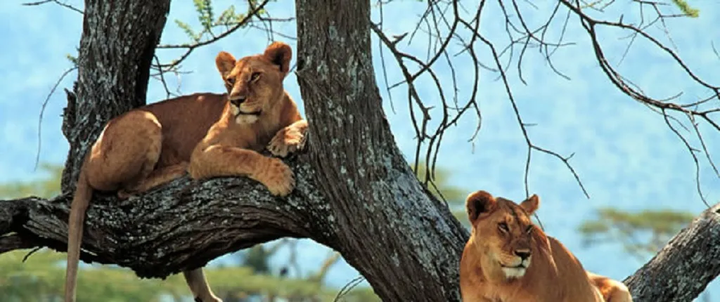 Full Day Trip To Lake Manyara National Park