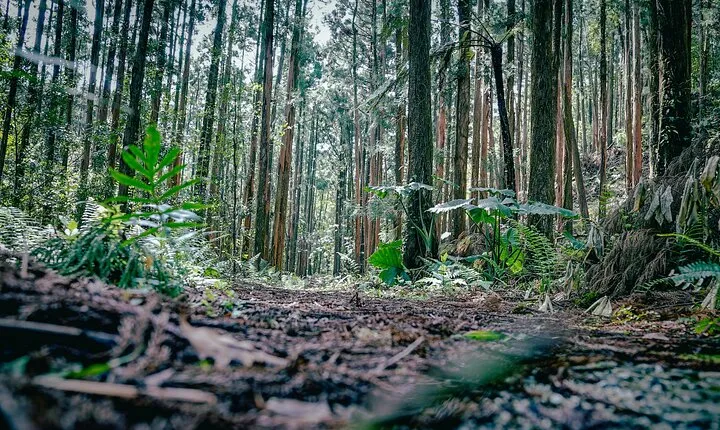 Kyoto Arashiyama Bamboo forest & Garden Half-Day Walking Tour
