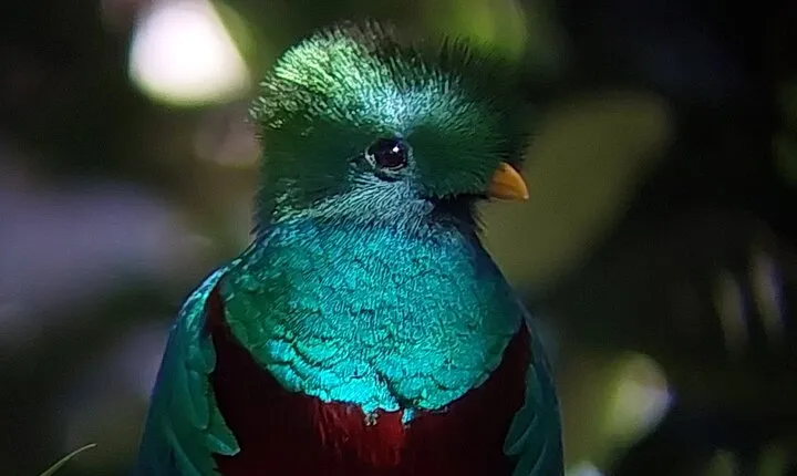 Monteverde Cloud Forest Tour