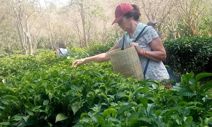 Chiang Mai Private Tour with Tea Plantation, Karen Village, Doi Suthep