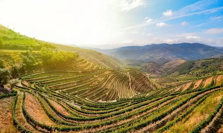 Full Day, Wine Tasting, River Cruise and Lunch from Porto