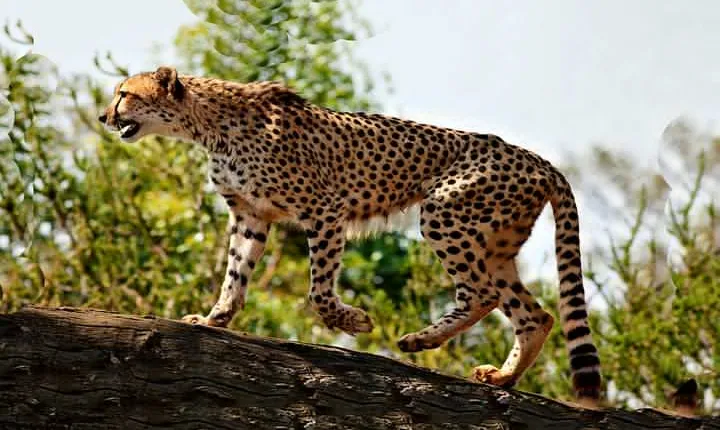 8 Days Game Adventure Safari Kidepo Valley National Park And Sipi Falls